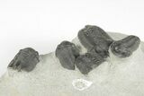 Cluster Of Eight Gerastos Trilobites - Mrakib, Morocco #204429-7